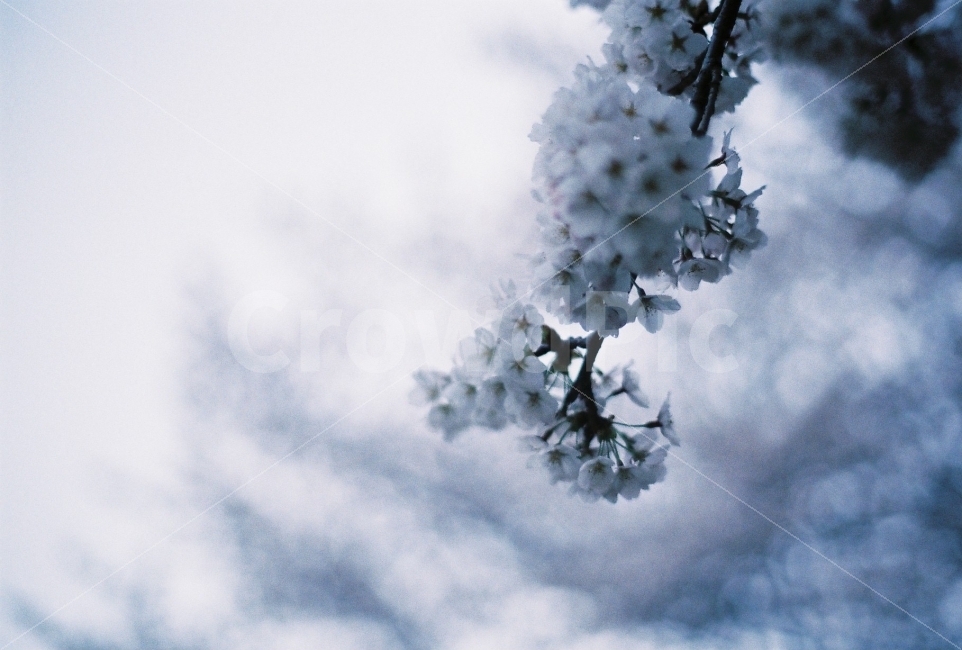 벚꽃,봄,코닥골드100,필름,미놀타,필름사진,minolta,film,filmphotography,kodakgold100,spring,cherryblossom,봄,계절,spring,season,식물,자연,plants,nature,꽃,flower,감성,sensible,feeling,흑백,모노톤,monochrome,black and white,outdoors,옥외,ice,빙,snow,눈,frost,서리