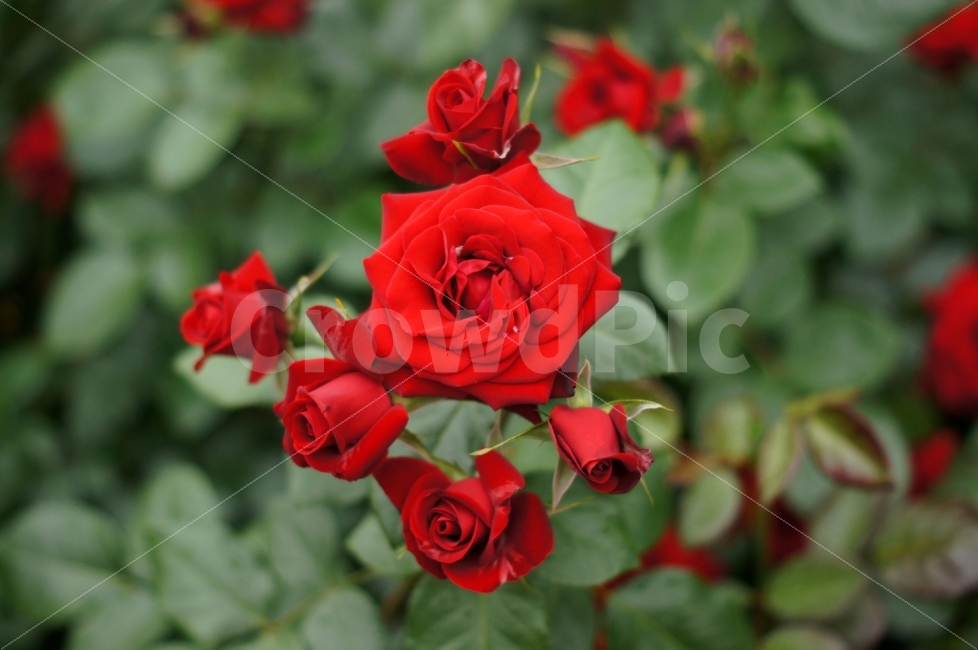 꽃,장미,붉은꽃,풍경,식물,식물,자연,plants,nature,꽃,flower