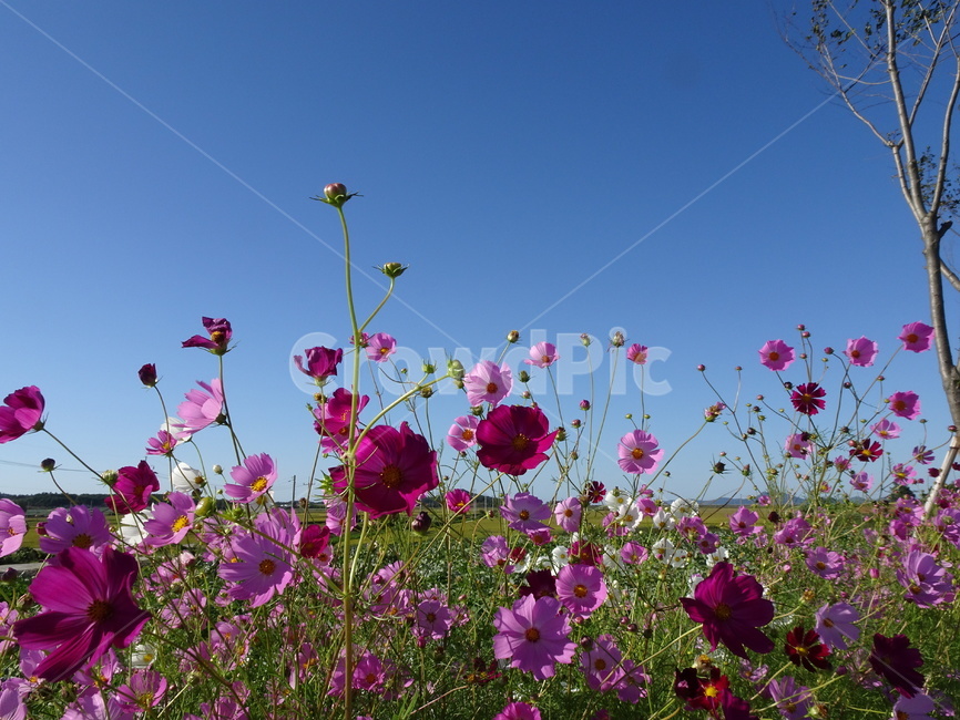 코스모스,꽃,가을,하늘,시골,자연,가을,계절,fall,autumn,season,식물,자연,plants,nature,꽃,flower,geranium,제라늄,blossom,plant