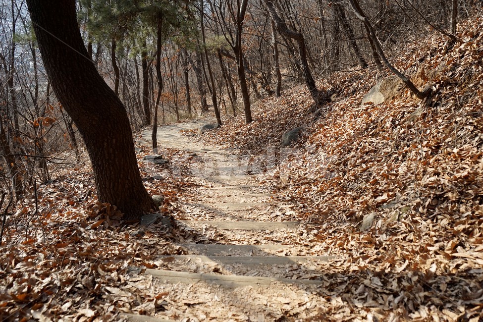 나무,자연,산,숲,산책로,계절,낙엽,겨울,겨울산,길,산길,햇살,등산로,추위,겨울산행,자연,풍경,nature,landscape,ground,바닥,tree,plant,식물,tree trunk,나무 줄기