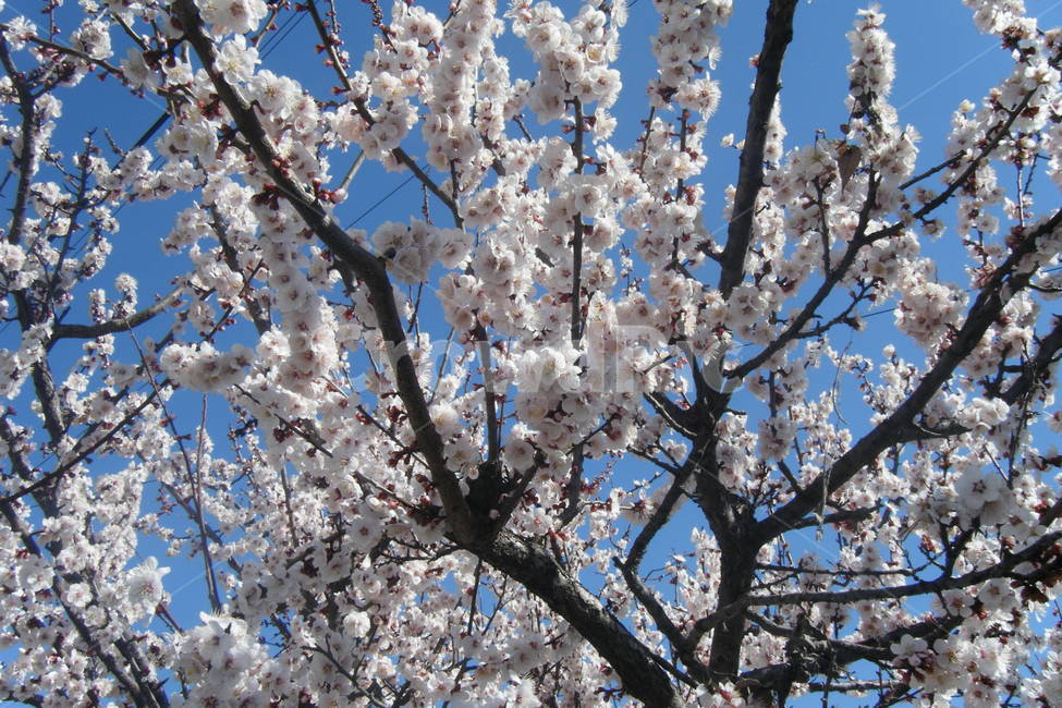 꽃,벚꽃,벚나무,봄,하늘,cherryblossom,flower,nature,landscape,매화,하얀꽃,봄꽃,식물,자연,plants,감성,sensible,feeling,spring,봄,계절,spring,season,식물,자연,plants,nature,꽃,flower,plant,blossom,cherry blossom