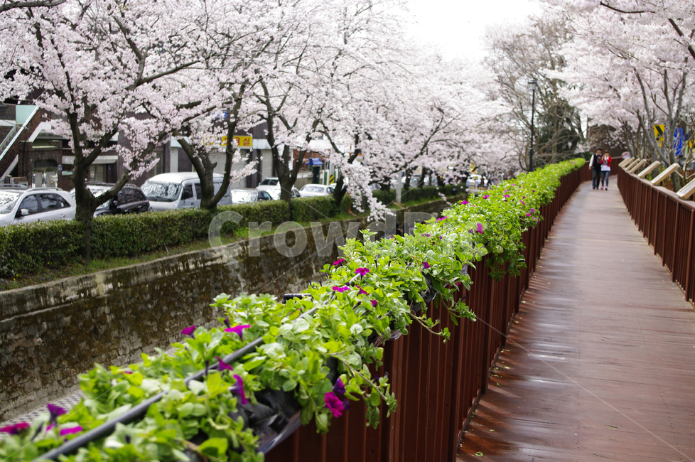 여좌천,봄,진해,화단,꽃,벚꽃,식물,풍경,봄,계절,spring,season,자연,풍경,nature,landscape,사람,인물,인간,human,person,연인,커플,사랑,lover,couple,plant,flower,blossom