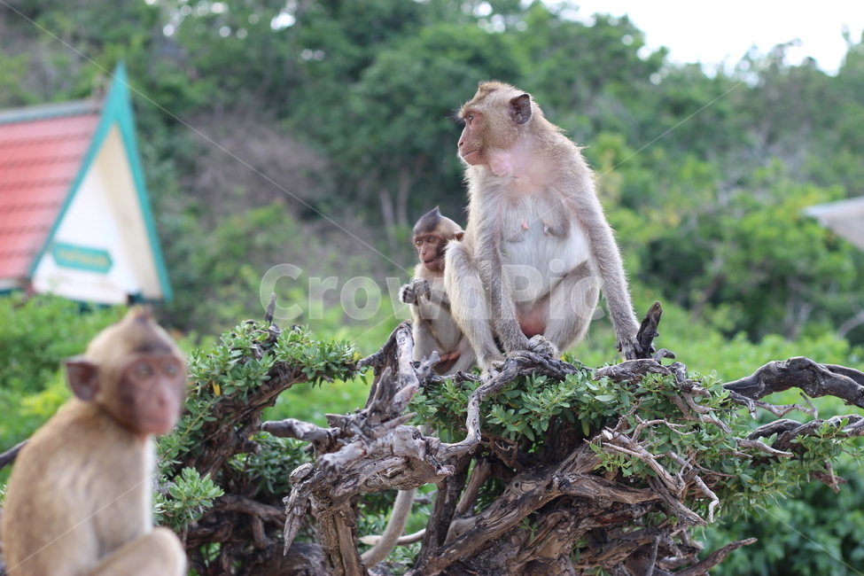 포유류,야생동물,animal,monkey,원숭이,wildlife,동물,동물,animal,포유류,mammal