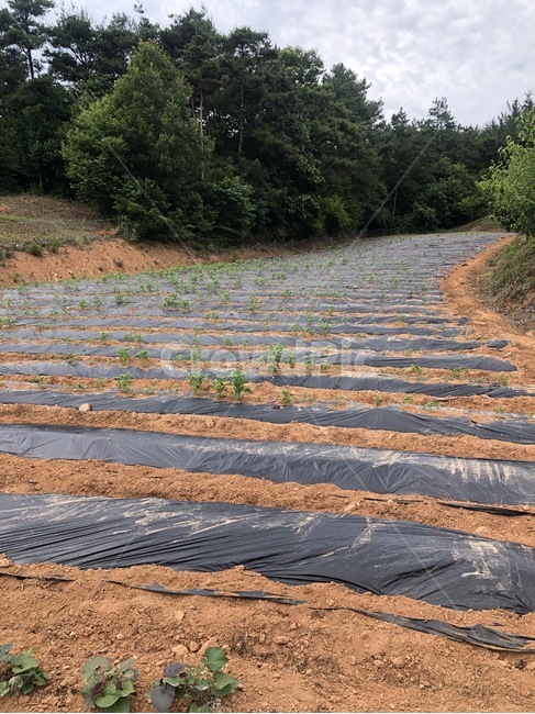 밭,고구마,고구마밭,시골,농부,바닥,흙,산업,industry,industrial,농업,농사,agriculture,farming,farming industry