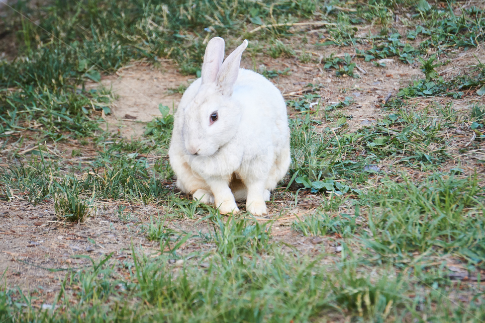 토끼,동물,야생,초식동물,포유류,자연,nature,rabbit,animal,야생동물,plant,식물,동물,animal,포유류,mammal