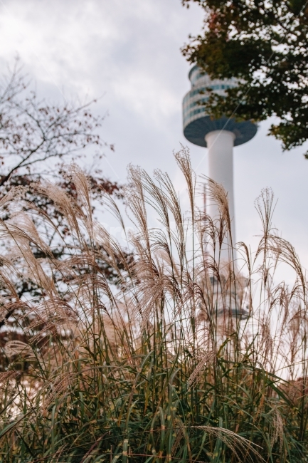 갈대,남산타워,서울,랜드마크,배경,나무,흐림,가을,계절,fall,autumn,season,랜드마크,landmark,tourist attraction,한국랜드마크,한국관광지,한국명소,korea landmark,korea tourist attraction,식물,자연,plants,nature,plant,grass,잔디
