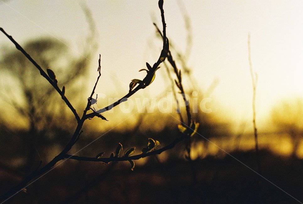 우포늪,자연,필름사진,아침,새벽,빛,나무,식물,자연,plants,nature