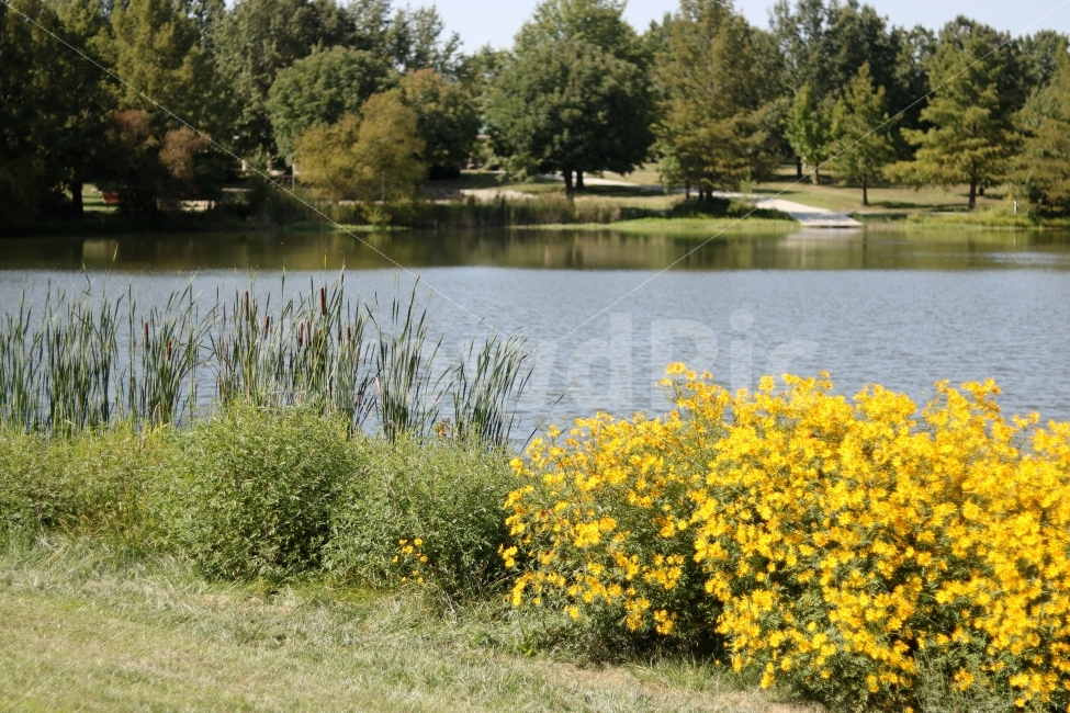 landscape photography,flag,color,yellow flower,yellow,summer,spring,healing,flower photo,grass,plants,sight,insect,pretty flower,cityscape,Emotion,park,rest,green,nature,lake park,water,flower,outdoor,natural scenery,vintage,plant,animal,spring scenery,ri