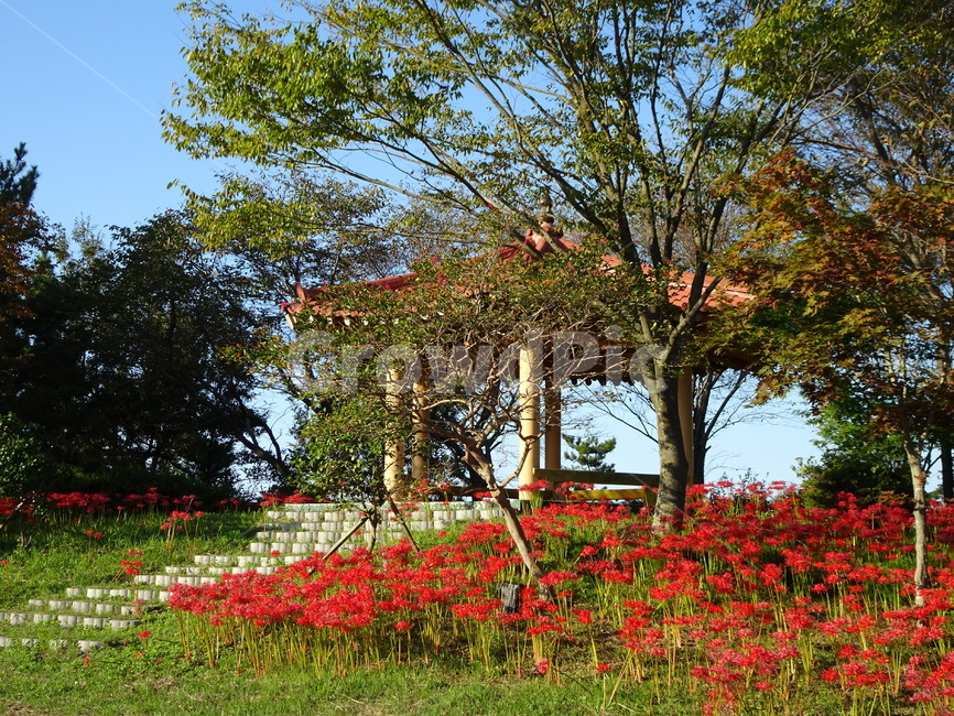 꽃,꽃무릇,상사화,산,봉대산,백일홍,빨강,분홍,자연,풍경,nature,landscape,outdoors,옥외,garden,정원