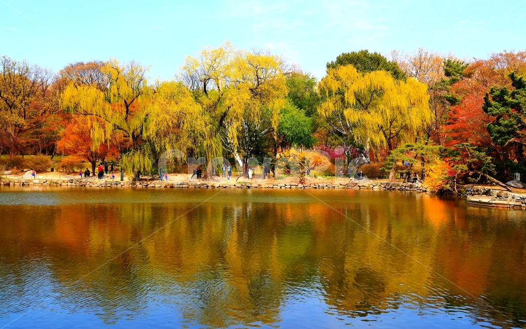 수양버들,봄,창경궁,연못,고궁,물,가을,계절,fall,autumn,season,자연,풍경,nature,landscape,water,outdoors,옥외,tree,나무,plant,식물