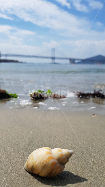 부산,광안리,바다,해변,소라,busan,sea,ocean,shell,자연,풍경,nature,landscape,해변,바다,beach,sea