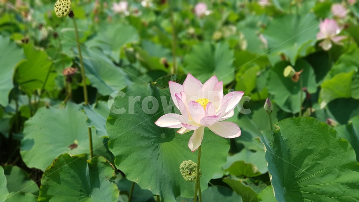 plant,식물,blossom,꽃,flower,lotus,연꽃,식물,자연,plants,nature,꽃,flower