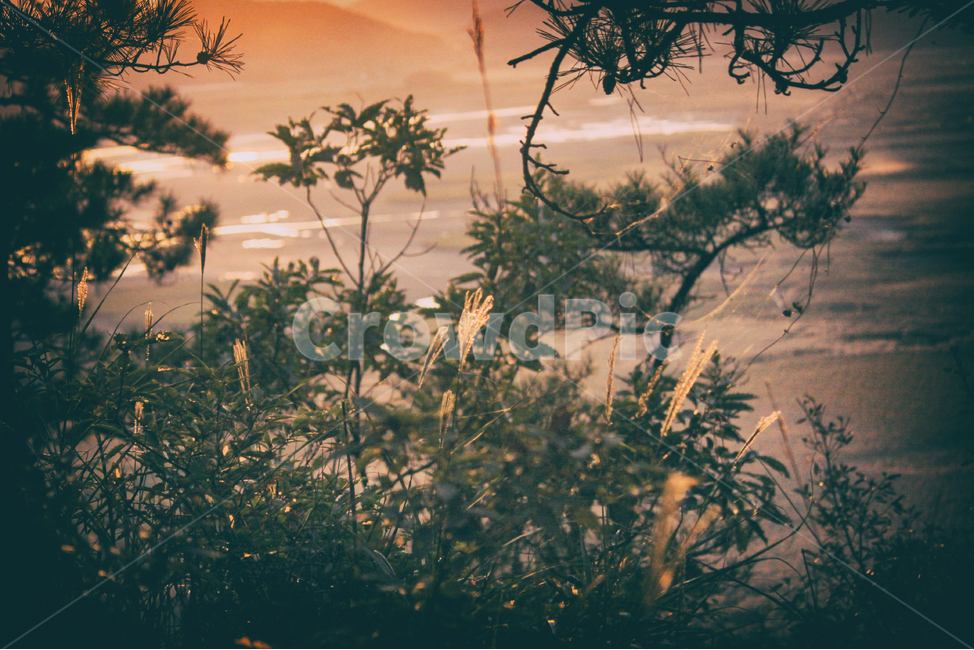 자연,풍경,나무,숲,nature,landscape,tree,forest,생물,식물,plant,light,sunlight,햇빛,빛,식물,자연,plants,nature,나무,trees,wood,감성,sensible,feeling