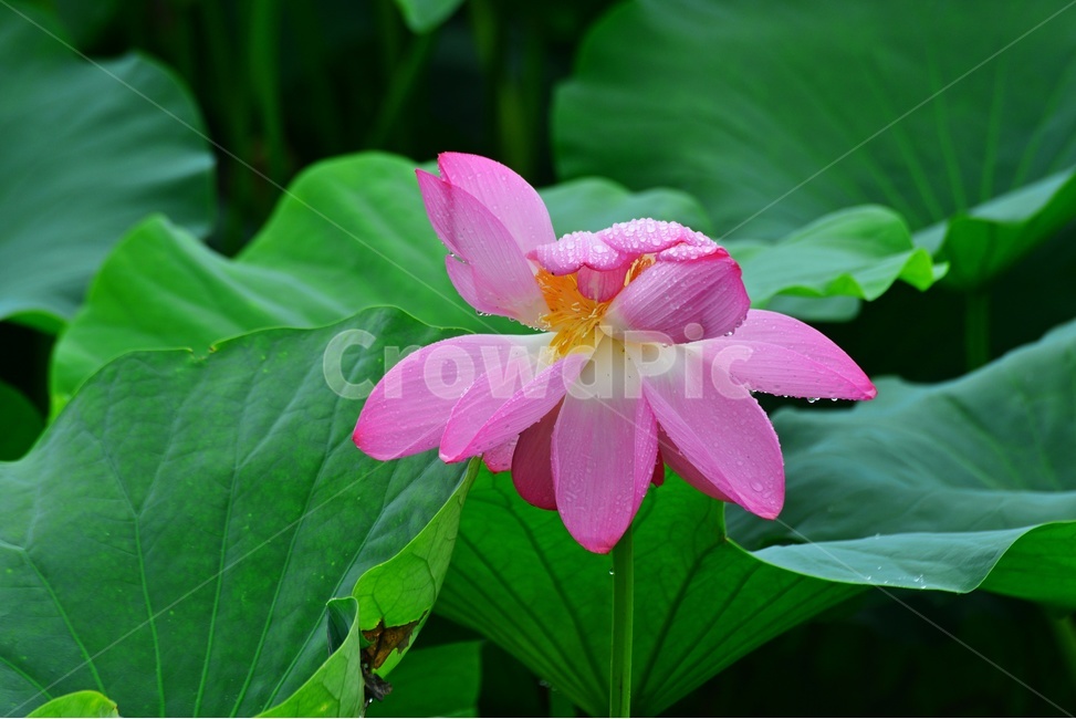 plant,식물,leaf,잎,blossom,flower,꽃,수련,홍연,연꽃,연잎