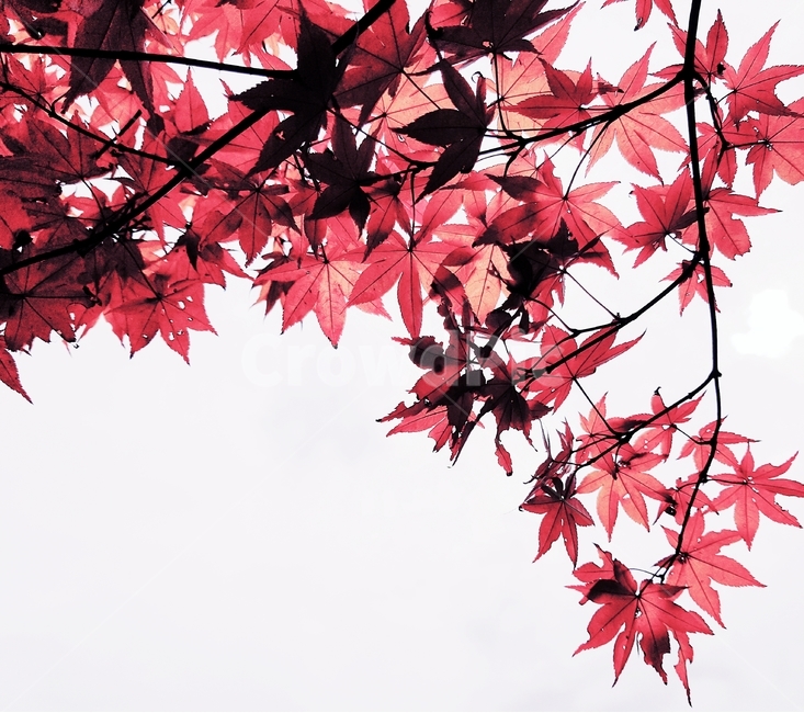 단풍잎,식물,자연,빨간색,계절,감성,가을,plant,autumn,nature,maple,background,배경,가을,계절,fall,autumn,season,식물,자연,plants,nature,leaf,잎,tree,나무,단풍