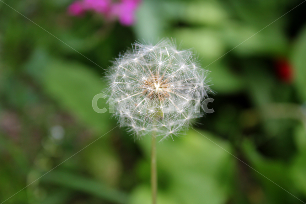 민들레씨,씨앗,민들레,민들레씨앗,씨,꽃씨,자연,식물,클로즈업,seed,plant,dandelion,green,녹색,그린,seeds,soft,부드러운,봄,spring,야외,정원,식물,자연,plants,nature,꽃,flower
