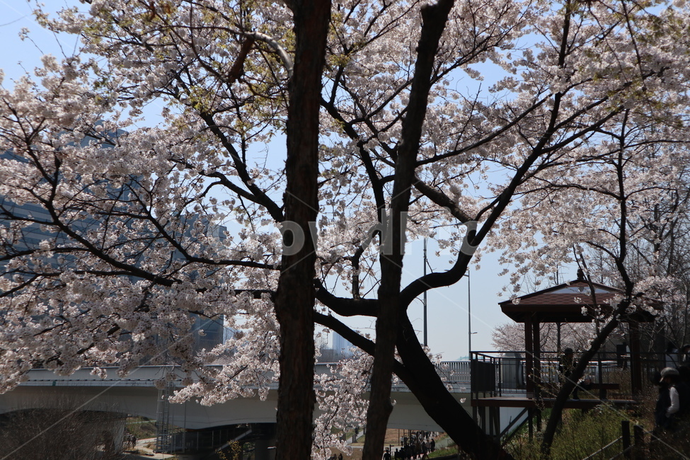 벚꽃,봄,벚꽃나무,나무,tree,plant,식물