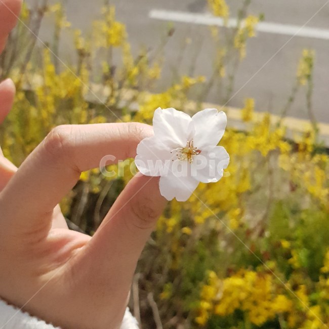 벚꽃,개나리,봄,자연,꽃송이