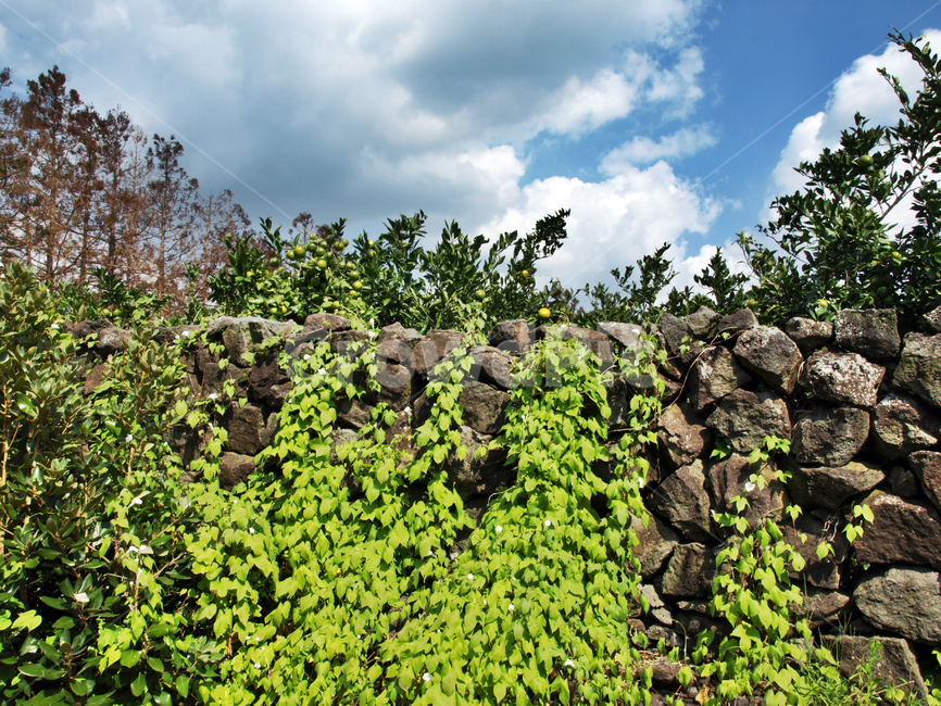 푸른하늘,흰구름,돌담,담쟁이,자연,세주,초목,자연,풍경,nature,landscape,제주도,jeju,jeju island,plant,식물