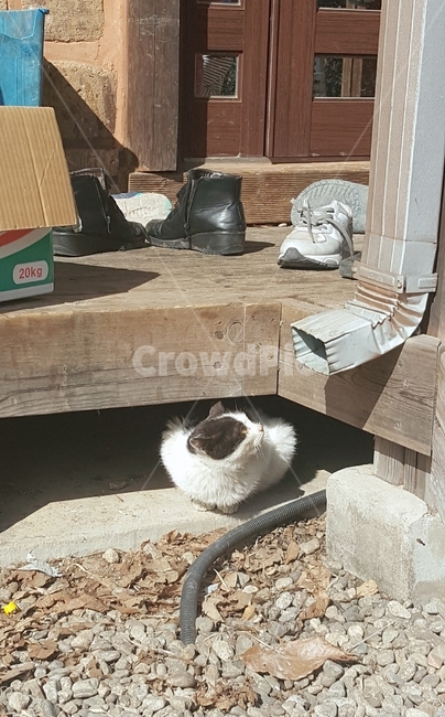 고양이,시골고양이,시골,야생고양이,들고양이