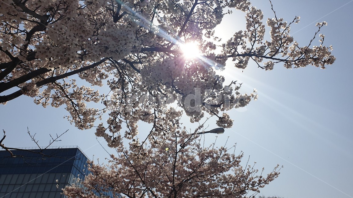 햇빛,벚꽃,하늘,꽃,빛