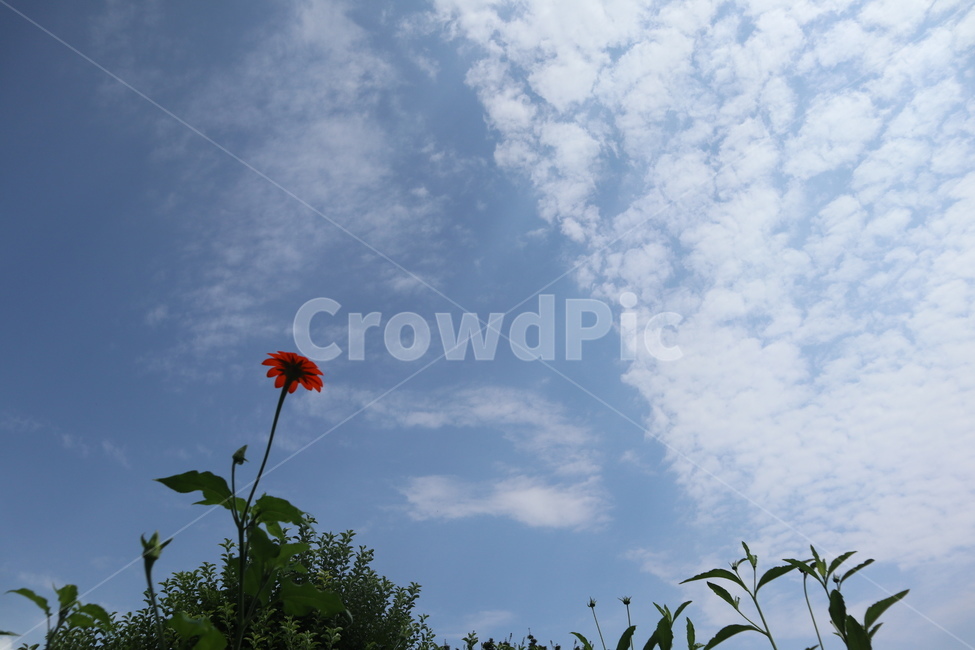 꽃,길거리꽃,분홍색꽃,분홍꽃,봄,식물,자연,plants,nature,꽃,flower