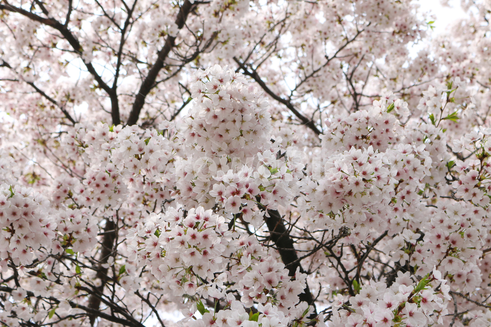 plant,식물,blossom,꽃,flower,벚꽃,봄,식물,자연,plants,nature,꽃,flower