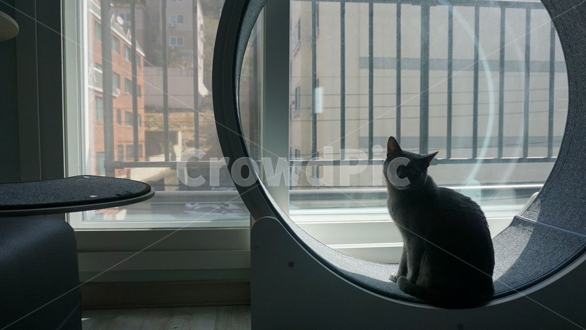 고양이,반려동물,애완동물,러시안블루,cat,동물,animal,포유류,mammal,고양이,cat,kitten,kitty