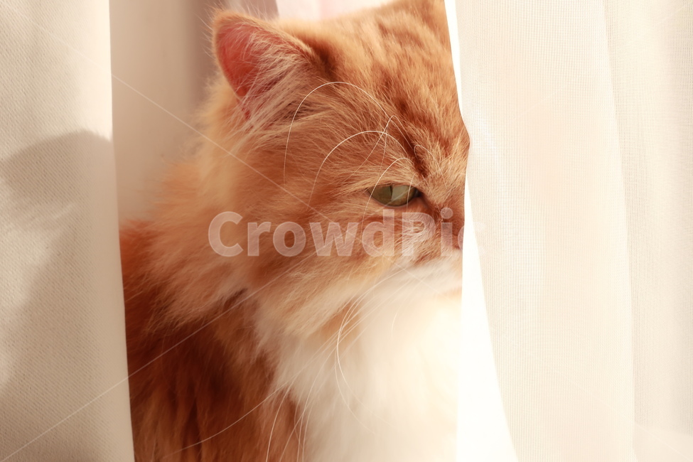 고양이,페르시안,치즈고양이,노란고양이,귀여운,자연,동물,애완동물,반려동물