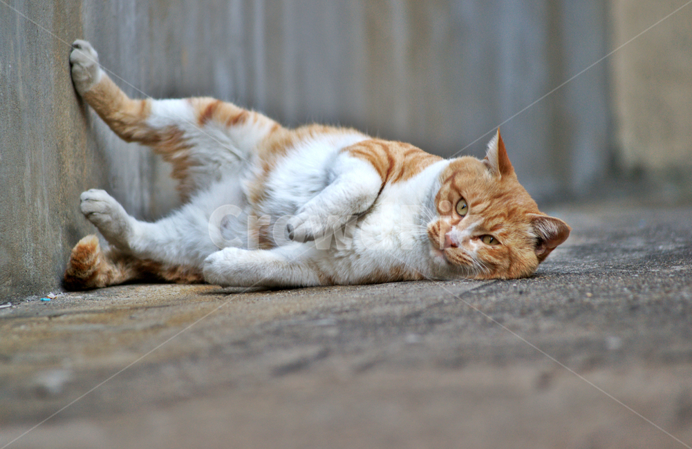 고양이,길냥이,동물,골목,노란색,포유류,동물,animal,포유류,mammal,고양이,cat,kitten,kitty