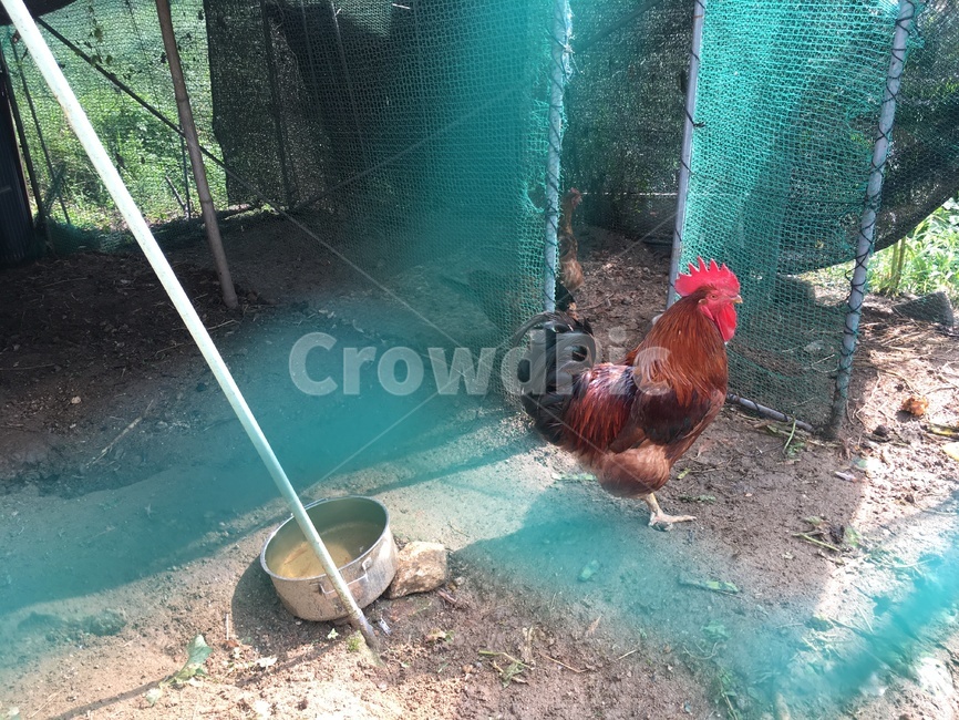 닭,동물,닭장,수탉,rooster,cock,animal,야외,시골,chickencoop,henhouse,엉성한,chickens,강한,장닭