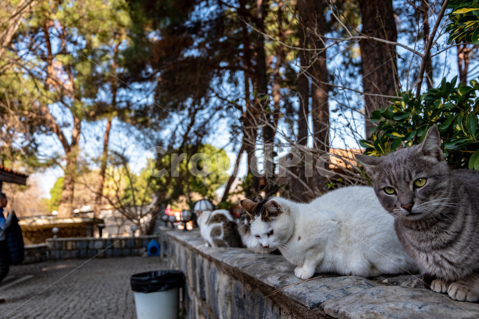 고양이,동물,숲,숲속,자연,야생,동물,animal,포유류,mammal,고양이,cat,kitten,kitty