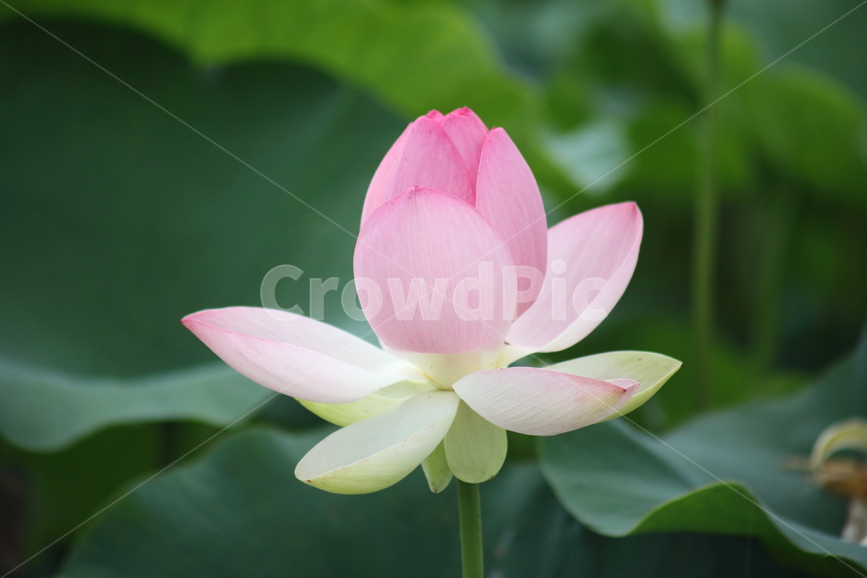 연,연꽃,꽃,수생식물,lotus,식물,자연,plants,nature,꽃,flower