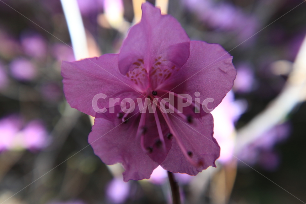 봄,꽃,진달래,spring,flower,봄,계절,spring,season,식물,자연,plants,nature,꽃,flower,blossom,geranium,제라늄,plant