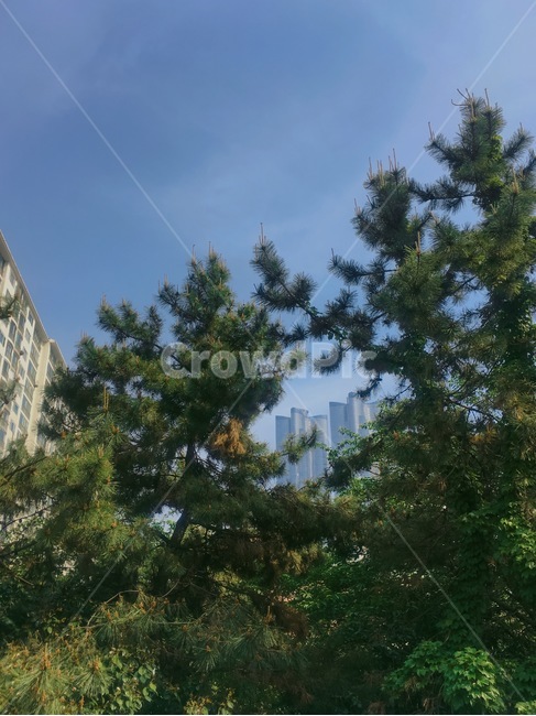 plant,식물,tree,나무,pinetree,pine,소나무,아파트