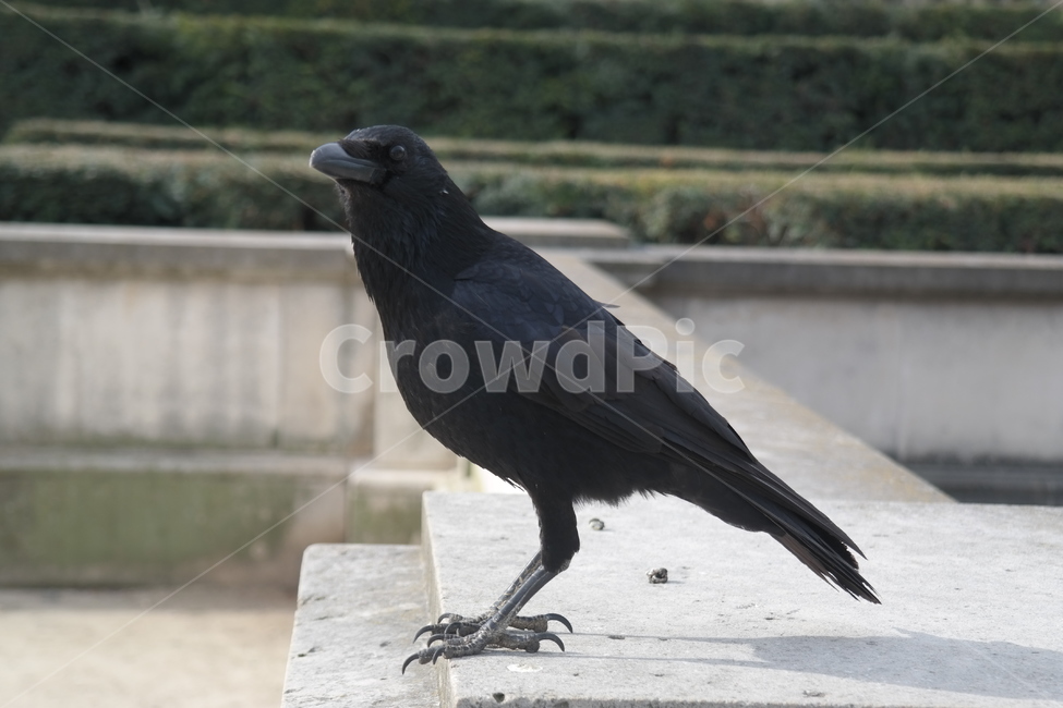 새,까마귀,동물,crow,bird,animal