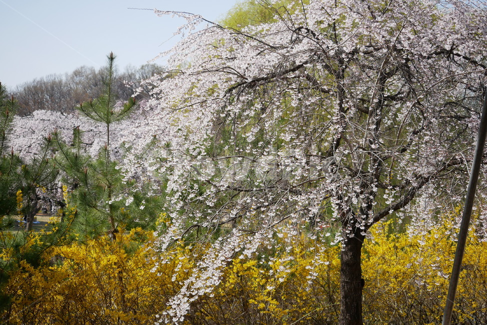봄,벚꽃,나무,풍경,꽃,봄,계절,spring,season,자연,풍경,nature,landscape,plant,식물,flower,blossom