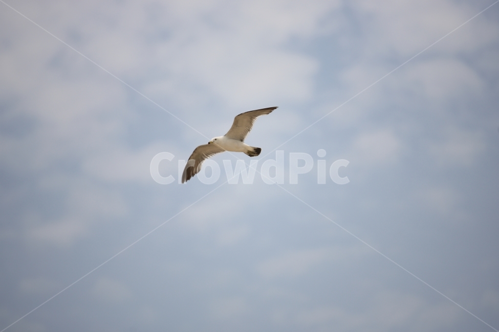 갈매기,하늘,풍경,동물,자연,새,여행,동물,animal,조류,새,birds
