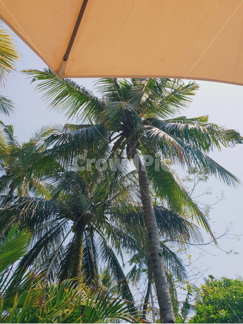 야쟈수,palmtree,동남아,휴가,vacation,식물,vegetation,나무,tree,여유,relaxation,relaxed,하늘,sky,파라솔,parasol,햇살,sunshine,발리,bali,자연,nature,여름,summer