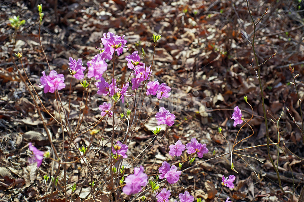 진달래,봄,연분홍색,꽃,koreanrosebay,두견화,야산