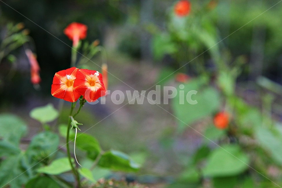 둥근잎유홍초,꽃,식물,자연,가을,계절,식물,자연,plants,nature,꽃,flower
