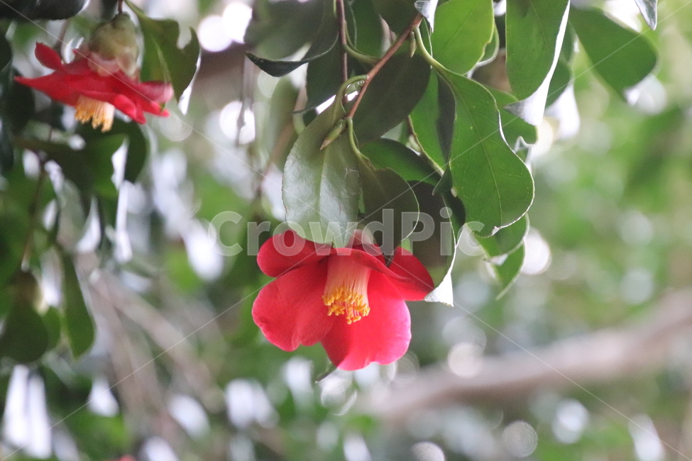 나무,꽃,겨울,봄,동백,식물,자연,plants,nature,꽃,flower