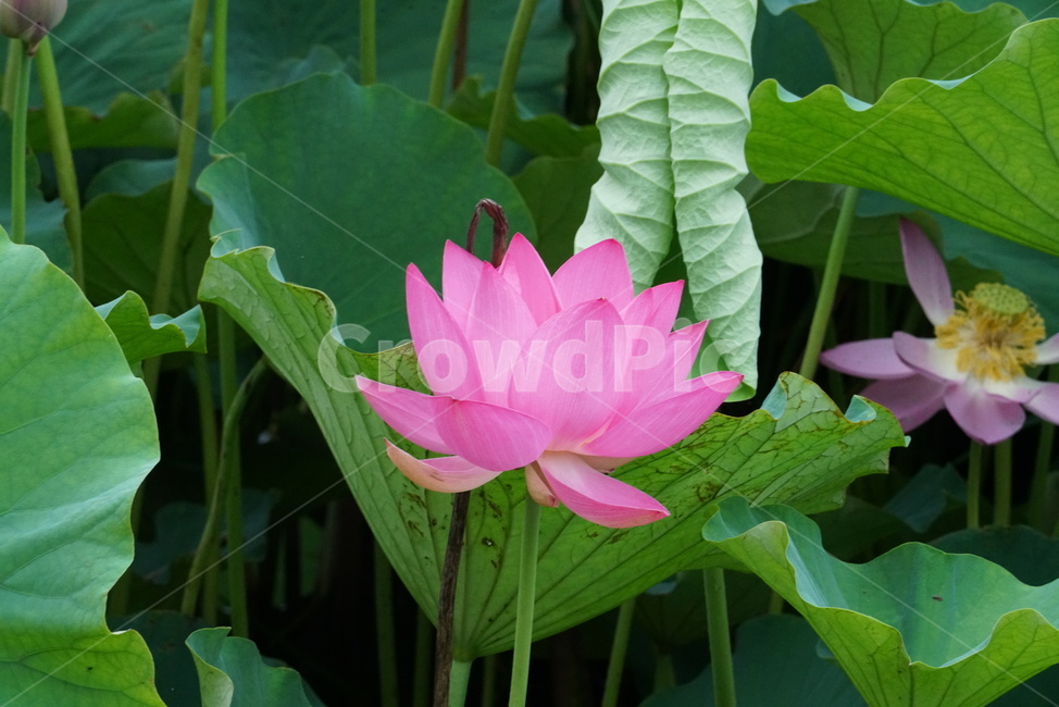 연꽃,련꽃,수련과,담수초,수중식물,식물,lotus,수초