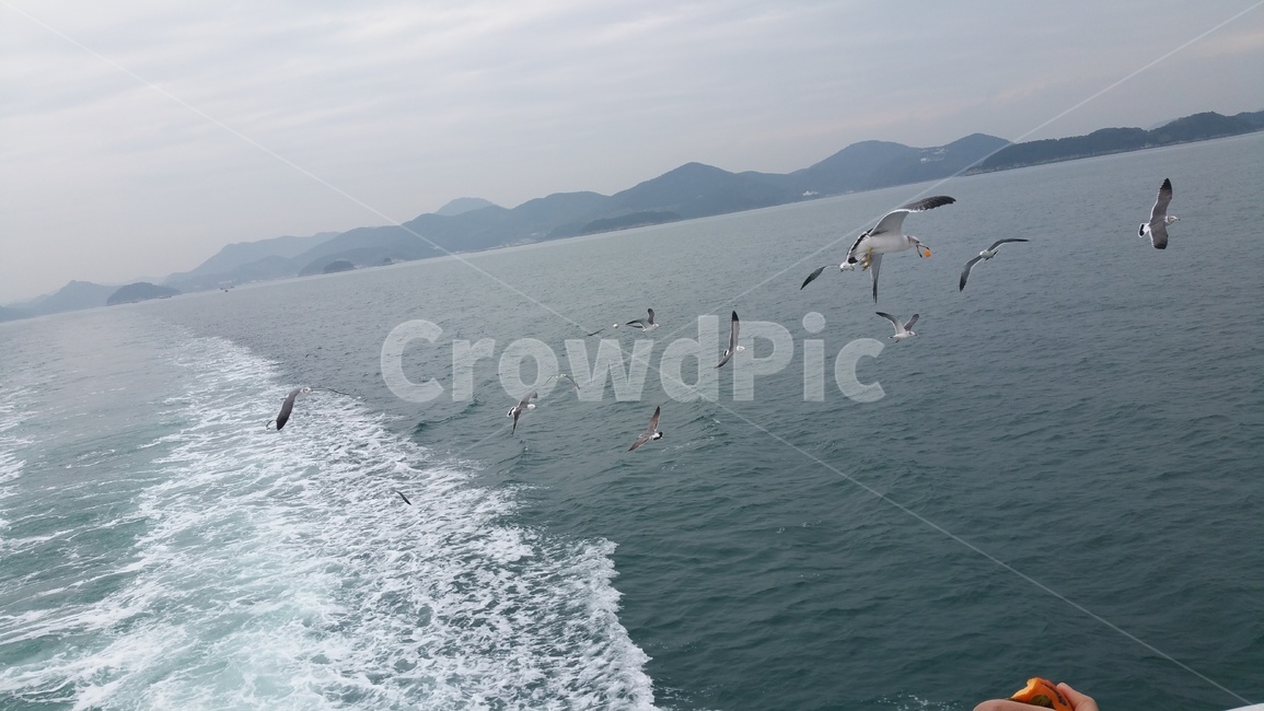 새,bird,flying,갈매기,동물