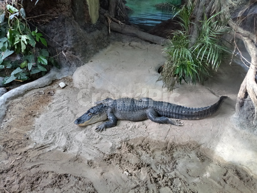악어,crocodile,동물,animla,동물원,습지
