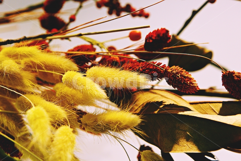 말린꽃,풀,꽃,식물,가을,색감,실내,식물,자연,plants,nature