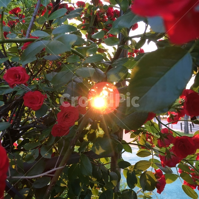 여름,장미,노을,빛,감성사진,빨강색,빨간색,한여름,꽃,사랑,sunset,rose,red,love,summer,flower,식물,자연,plants,nature,꽃,flower