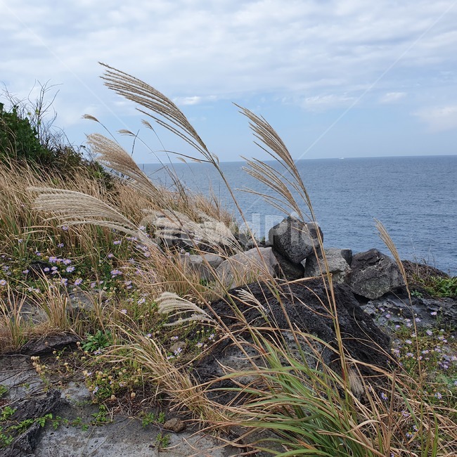 plant,식물,grass,lawn,잔디,제주도,flower,돌담,바다,sea,ocean,view,꽃,갈대