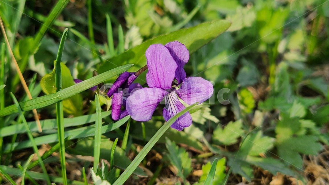 들꽃,야생화,보라색,보라,flower,꽃,봄,봄꽃,보라색꽃,plant,식물