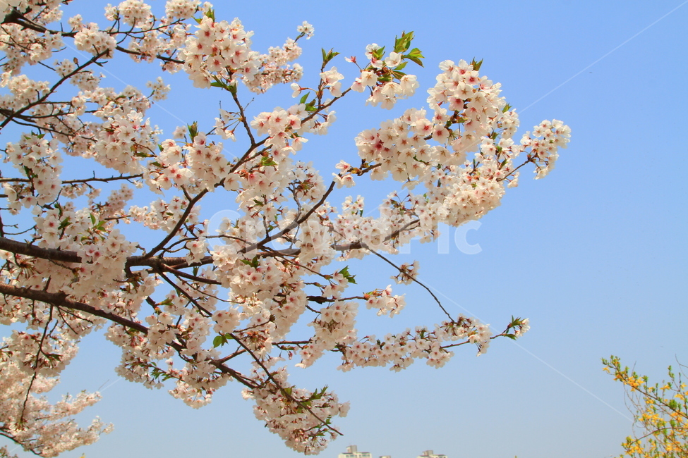 봄,벗꽃,사쿠라,일본꽃,파란하늘,봄,계절,spring,season,식물,자연,plants,nature,꽃,flower,plant,blossom